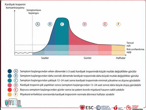 Şekil 10. Semptom başlangıcından itibaren zaman içinde kardiyak troponindeki yükselme ve düşme