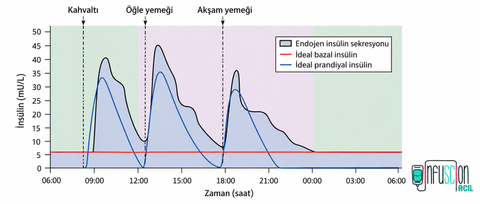 24 Saatlik Fizyolojik İnsülin Sekresyonu ve Bazal-Prandiyal İnsülin Profili