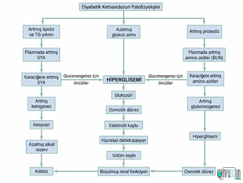Diyabetik Ketoasidoz Patafizyolojisi