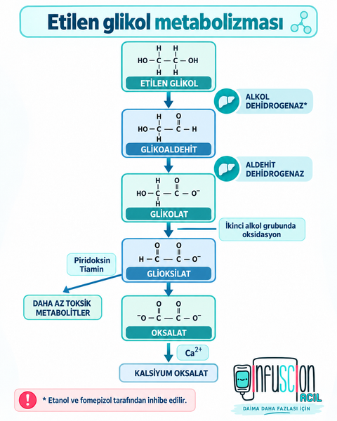 Etilen Glikol Metabolizması