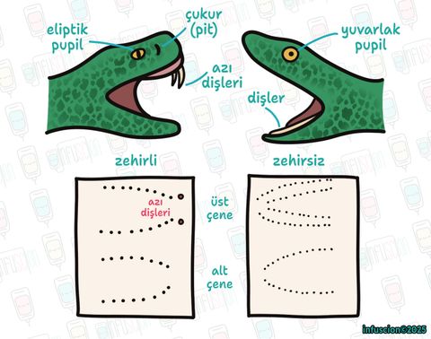 Zehirli ve Zehirsiz Yılanlar