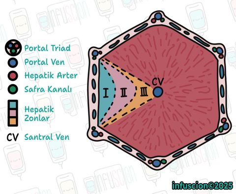 Portal Triad ve Hepatik Zonlar