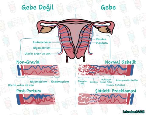 Preeklampside Uterin Damar Anatomisi