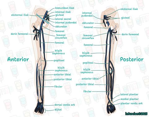 Alt Ekstremite Venleri Anatomisi
