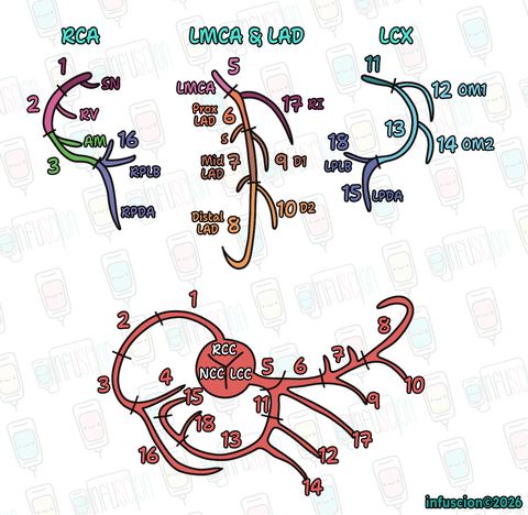 Koroner Arter Anatomisi (Üstte Anjiyografik, Altta BT Görünümü)