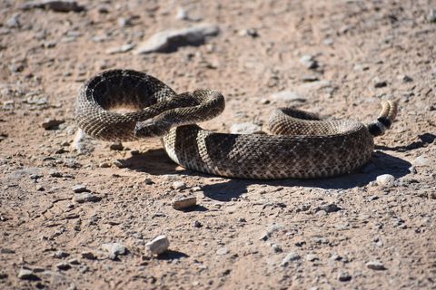 Crotalus Atrox