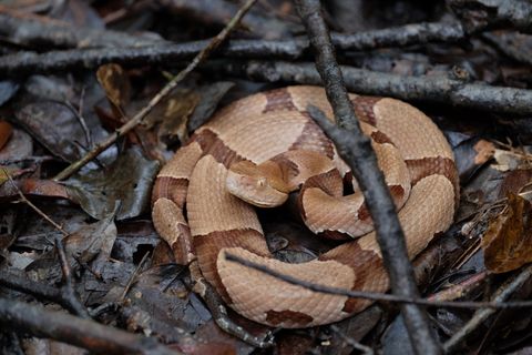 Agkistrodon Contortrix