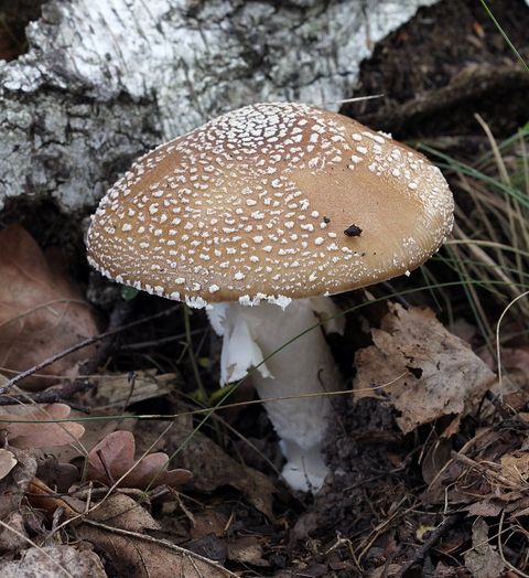 Amanita Pantherina