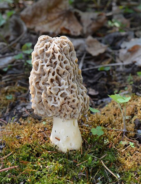 Morellerden Morchella Americana