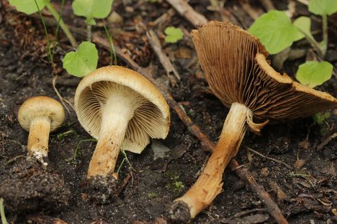 Inocybe Dulcamara