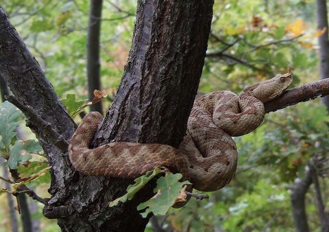 Vipera Ammodytes