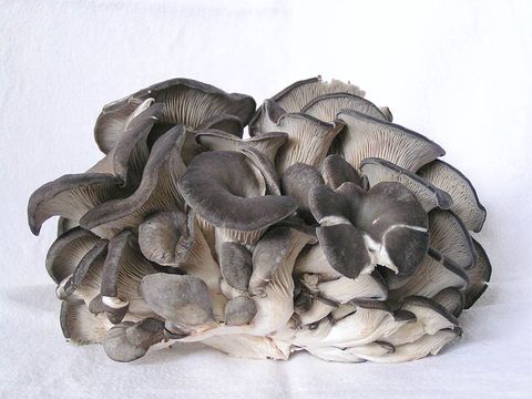 Pleurotus Ostreatus - İstiridye Mantarı - Kavak Mantarı