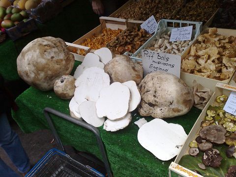 Puffball Mantarı