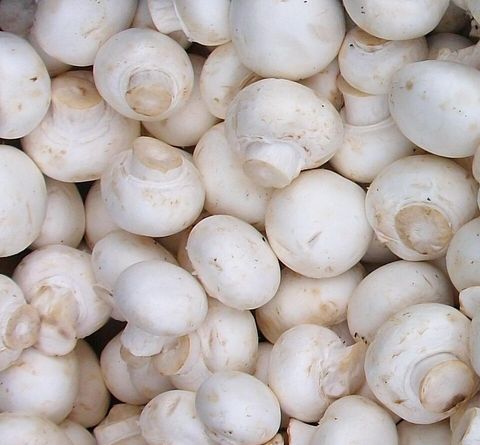 Agaricus Bisporus - Kültür Mantarı