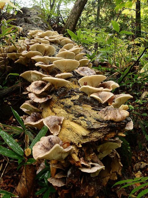 Omphalotus Guepiniformis