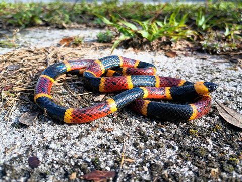 Micrurus Fulvius