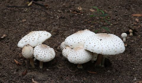Chlorophyllum Molybdites