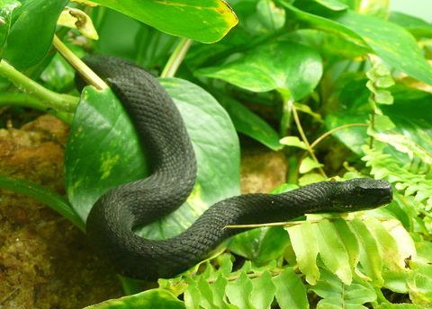 Vipera Kaznakovi