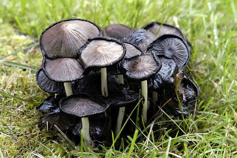Coprinopsis Atramentaria