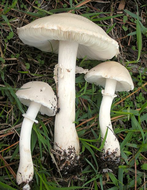 Lepiota Naucina - Bahçe Mantarı