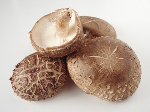 Shiitake Mantarı